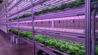Vertical farming_LED lights