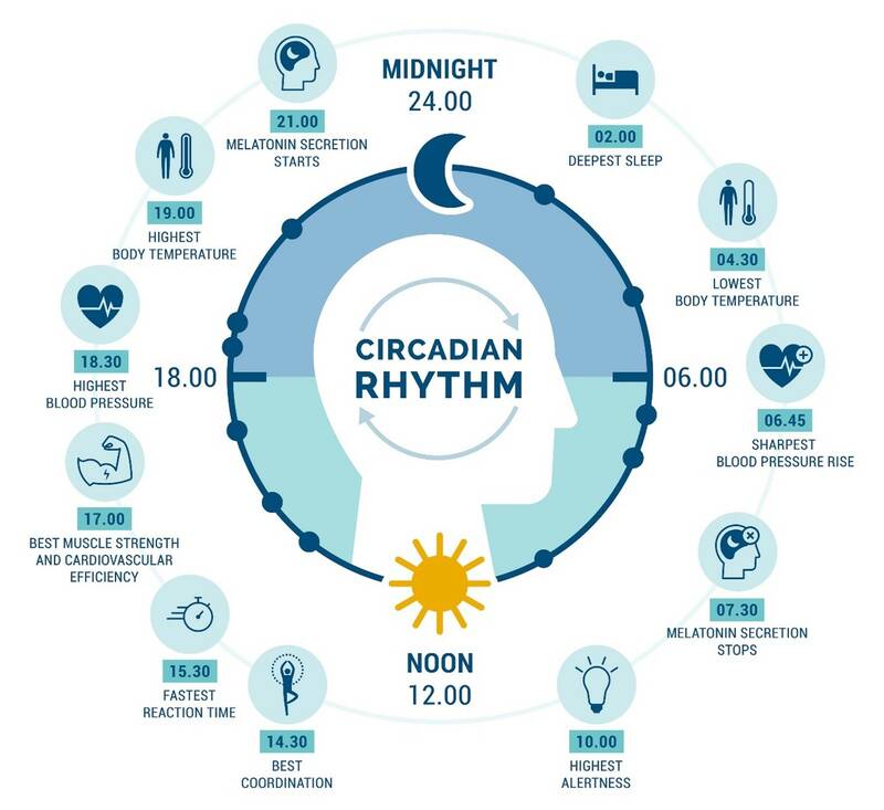 Circadian rhythm_24 hour cycle